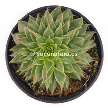 Load image into Gallery viewer, Graptoveria Silver Star - ø 10.5 cm - Sucunatura. Plantas crassulas como echeveria, kalanchoe, sedum, sempervivum, graptoveria y aeonium.
