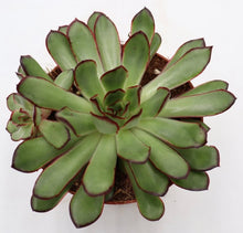 Cargar imagen en el visor de la galería, Echeveria Magma Perle (colección) - ø 12 cm - Sucunatura. Plantas crassulas como echeveria, kalanchoe, sedum, sempervivum, graptoveria y aeonium.
