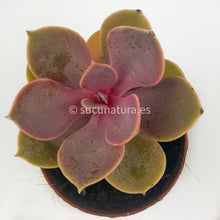 Cargar imagen en el visor de la galería, Echeveria Perle Von Nürnberg - ø 5.5 cm - Sucunatura. Plantas crassulas como echeveria, kalanchoe, sedum, sempervivum, graptoveria y aeonium.
