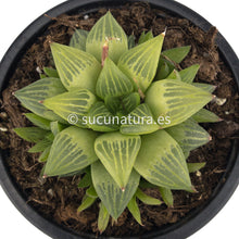 Load image into Gallery viewer, Haworthia Retusa Geraldii - ø 10.5 cm - Sucunatura. Plantas crassulas como echeveria, kalanchoe, sedum, sempervivum, graptoveria y aeonium.
