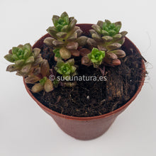 Cargar imagen en el visor de la galería, Cremnosedum “Little Gem” - ø 5.5 cm - Sucunatura. Plantas crassulas como echeveria, kalanchoe, sedum, sempervivum, graptoveria y aeonium.
