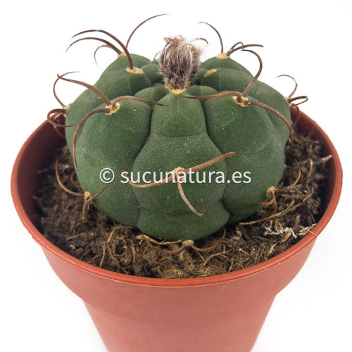 Matucana Madisoniorum - ø 8.5 cm - Sucunatura. Plantas crassulas como echeveria, kalanchoe, sedum, sempervivum, graptoveria y aeonium.