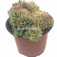 Cargar imagen en el visor de la galería, Echeveria Kirov Cristata - ø 14cm - Sucunatura. Plantas crassulas como echeveria, kalanchoe, sedum, sempervivum, graptoveria y aeonium.
