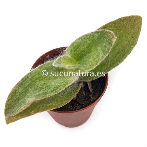 Tradescantia Sillamontana- ø 5.5 cm - Sucunatura. Plantas crassulas como echeveria, kalanchoe, sedum, sempervivum, graptoveria y aeonium.