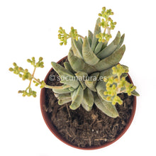 Cargar imagen en el visor de la galería, Crassula Cornuta - ø 10.5 cm - Sucunatura. Plantas crassulas como echeveria, kalanchoe, sedum, sempervivum, graptoveria y aeonium.
