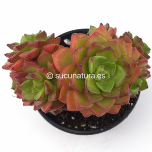 Sedeveria Letizia form bouquet - ø 10.5 cm - Sucunatura. Plantas crassulas como echeveria, kalanchoe, sedum, sempervivum, graptoveria y aeonium.