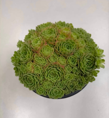 Rosularia Platyphylla - ø 10.5 cm - Sucunatura. Plantas crassulas como echeveria, kalanchoe, sedum, sempervivum, graptoveria y aeonium.