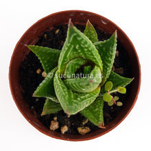 Cargar imagen en el visor de la galería, Haworthia limifolia - ø 5.5 cm - Sucunatura. Plantas crassulas como echeveria, kalanchoe, sedum, sempervivum, graptoveria y aeonium.
