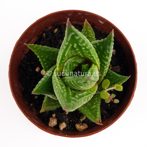 Haworthia limifolia - ø 5.5 cm - Sucunatura. Plantas crassulas como echeveria, kalanchoe, sedum, sempervivum, graptoveria y aeonium.