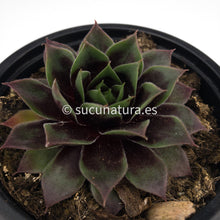 Cargar imagen en el visor de la galería, Sempervivum Rusbyi - 10.5 ø cm - Sucunatura. Plantas crassulas como echeveria, kalanchoe, sedum, sempervivum, graptoveria y aeonium.
