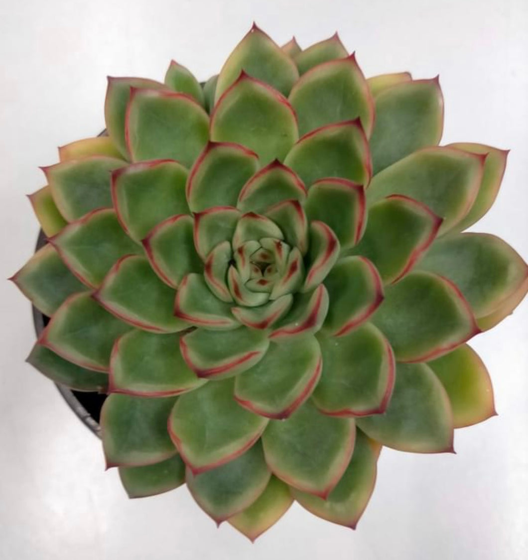 Echeveria Pulidonis - ø 10.5 cm - Sucunatura. Plantas crassulas como echeveria, kalanchoe, sedum, sempervivum, graptoveria y aeonium.