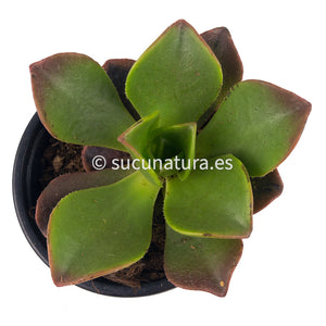 Aeonium Nobile - ø 8.5 cm - Sucunatura. Plantas crassulas como echeveria, kalanchoe, sedum, sempervivum, graptoveria y aeonium.