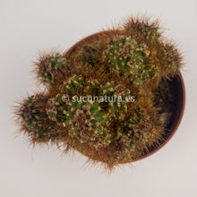 Cargar imagen en el visor de la galería, Cactus Monstruoso - ø 10.5 cm - Sucunatura. Plantas crassulas como echeveria, kalanchoe, sedum, sempervivum, graptoveria y aeonium.
