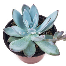 Cargar imagen en el visor de la galería, Echeveria Baek Ryun - ø 8.5 cm - Sucunatura. Plantas crassulas como echeveria, kalanchoe, sedum, sempervivum, graptoveria y aeonium.
