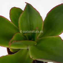 Cargar imagen en el visor de la galería, Echeveria Subrigida - ø 8.5 cm - Sucunatura. Plantas crassulas como echeveria, kalanchoe, sedum, sempervivum, graptoveria y aeonium.
