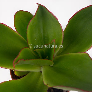 Echeveria Subrigida - ø 8.5 cm - Sucunatura. Plantas crassulas como echeveria, kalanchoe, sedum, sempervivum, graptoveria y aeonium.