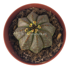 Load image into Gallery viewer, Euphorbia Obesa - ø 8.5 cm - Sucunatura. Plantas crassulas como echeveria, kalanchoe, sedum, sempervivum, graptoveria y aeonium.
