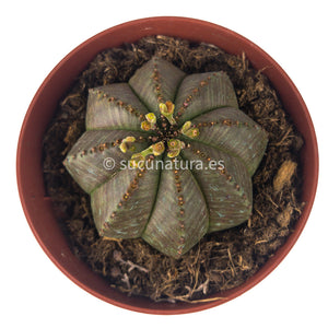 Euphorbia Obesa - ø 8.5 cm - Sucunatura. Plantas crassulas como echeveria, kalanchoe, sedum, sempervivum, graptoveria y aeonium.