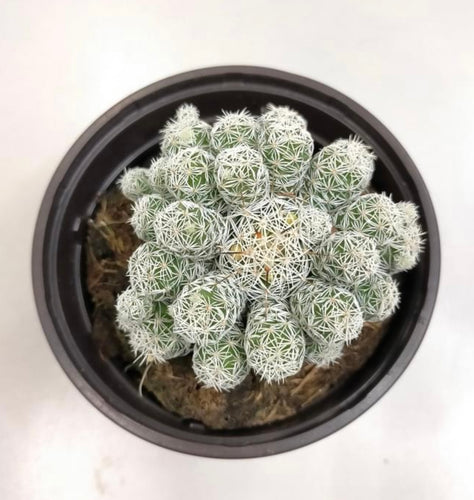 Mammillaria Gracilis - ø 10.5 cm - Sucunatura. Plantas crassulas como echeveria, kalanchoe, sedum, sempervivum, graptoveria y aeonium.