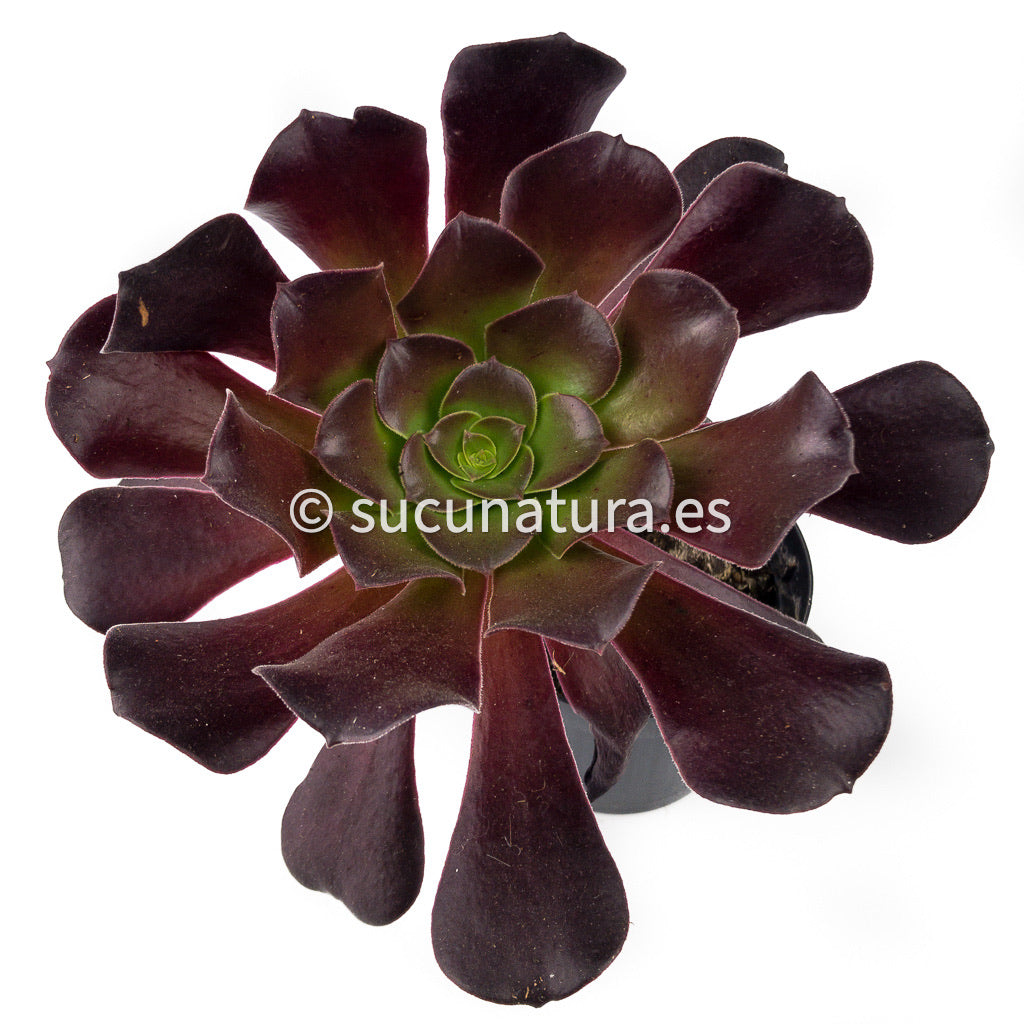 Aeonium Arboreum Atropurpureum - ø 10.5 cm - Sucunatura. Plantas crassulas como echeveria, kalanchoe, sedum, sempervivum, graptoveria y aeonium.