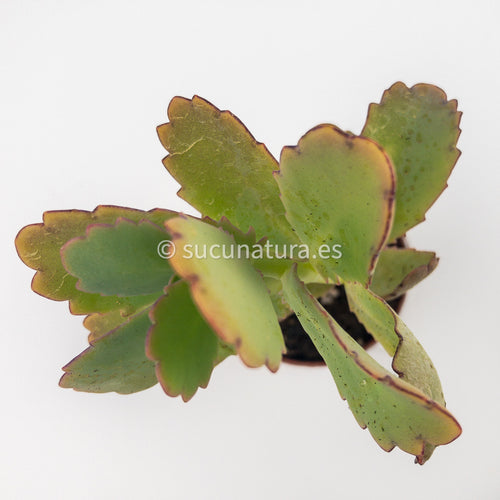 Kalanchoe - ø 5.5 cm - Sucunatura. Plantas crassulas como echeveria, kalanchoe, sedum, sempervivum, graptoveria y aeonium.