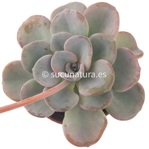 Echeveria Orpet - ø 10.5 cm - Sucunatura. Plantas crassulas como echeveria, kalanchoe, sedum, sempervivum, graptoveria y aeonium.