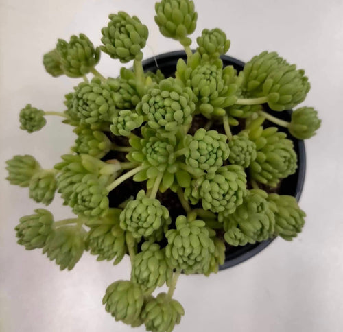 Sedum Hirsitum ssp Baetucum - ø 10.5 cm - Sucunatura. Plantas crassulas como echeveria, kalanchoe, sedum, sempervivum, graptoveria y aeonium.