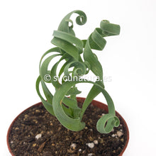 Cargar imagen en el visor de la galería, Albuca Concordiana - ø 8.5 cm - Sucunatura. Plantas crassulas como echeveria, kalanchoe, sedum, sempervivum, graptoveria y aeonium.
