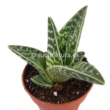 Cargar imagen en el visor de la galería, Aloe Variegata - ø 8.5 cm - Sucunatura. Plantas crassulas como echeveria, kalanchoe, sedum, sempervivum, graptoveria y aeonium.
