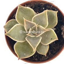 Cargar imagen en el visor de la galería, Echeveria Madiva - ø 5.5 cm - Sucunatura. Plantas crassulas como echeveria, kalanchoe, sedum, sempervivum, graptoveria y aeonium.
