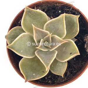 Echeveria Madiva - ø 5.5 cm - Sucunatura. Plantas crassulas como echeveria, kalanchoe, sedum, sempervivum, graptoveria y aeonium.