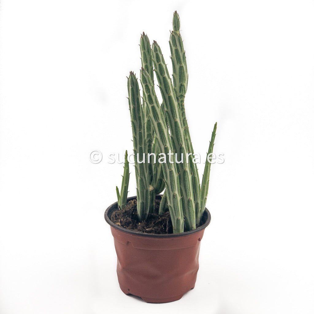 Senecio Stapeliformis - ø 10.5 cm - Sucunatura. Plantas crassulas como echeveria, kalanchoe, sedum, sempervivum, graptoveria y aeonium.