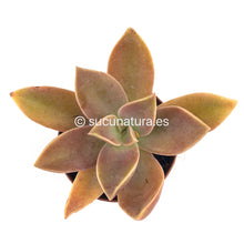 Load image into Gallery viewer, Graptoveria fred ives - ø 5.5 cm - Sucunatura. Plantas crassulas como echeveria, kalanchoe, sedum, sempervivum, graptoveria y aeonium.
