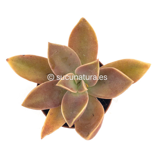 Graptoveria fred ives - ø 5.5 cm - Sucunatura. Plantas crassulas como echeveria, kalanchoe, sedum, sempervivum, graptoveria y aeonium.