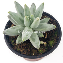 Load image into Gallery viewer, Pequeña Joya o Pachyphytum Compactum - ø 10.5 cm - Sucunatura. Plantas crassulas como echeveria, kalanchoe, sedum, sempervivum, graptoveria y aeonium.
