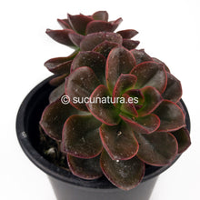 Load image into Gallery viewer, Echeveria Melaco - ø 10.5 cm - Sucunatura. Plantas crassulas como echeveria, kalanchoe, sedum, sempervivum, graptoveria y aeonium.
