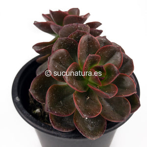 Echeveria Melaco - ø 10.5 cm - Sucunatura. Plantas crassulas como echeveria, kalanchoe, sedum, sempervivum, graptoveria y aeonium.