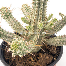 Load image into Gallery viewer, Euphorbia Mammillaris Variegata - ø 11 cm - Sucunatura. Plantas crassulas como echeveria, kalanchoe, sedum, sempervivum, graptoveria y aeonium.
