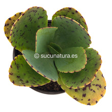 Load image into Gallery viewer, Kalanchoe marmorata - ø 10.5 cm - Sucunatura. Plantas crassulas como echeveria, kalanchoe, sedum, sempervivum, graptoveria y aeonium.
