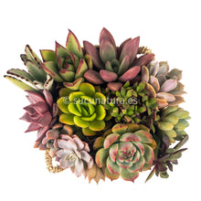 Load image into Gallery viewer, Kushe papai - Sucunatura. Plantas crassulas como echeveria, kalanchoe, sedum, sempervivum, graptoveria y aeonium.
