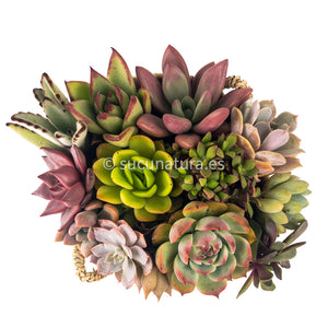 Kushe papai - Sucunatura. Plantas crassulas como echeveria, kalanchoe, sedum, sempervivum, graptoveria y aeonium.