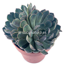 Cargar imagen en el visor de la galería, Echeveria Pink Edge - ø 14 cm - Sucunatura. Plantas crassulas como echeveria, kalanchoe, sedum, sempervivum, graptoveria y aeonium.
