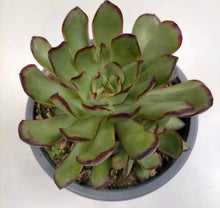 Cargar imagen en el visor de la galería, Echeveria Magma Perle (colección) - ø 12 cm - Sucunatura. Plantas crassulas como echeveria, kalanchoe, sedum, sempervivum, graptoveria y aeonium.
