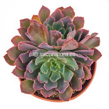 Load image into Gallery viewer, Echeveria Neon Breakers - ø 14cm - Sucunatura. Plantas crassulas como echeveria, kalanchoe, sedum, sempervivum, graptoveria y aeonium.
