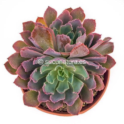 Echeveria Neon Breakers - ø 14cm - Sucunatura. Plantas crassulas como echeveria, kalanchoe, sedum, sempervivum, graptoveria y aeonium.