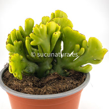 Cargar imagen en el visor de la galería, Euphorbia cristata s.p - ø 14 cm - Sucunatura. Plantas crassulas como echeveria, kalanchoe, sedum, sempervivum, graptoveria y aeonium.
