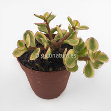 Cargar imagen en el visor de la galería, Portulacaria afra variegata - ø 5.5 cm - Sucunatura. Plantas crassulas como echeveria, kalanchoe, sedum, sempervivum, graptoveria y aeonium.
