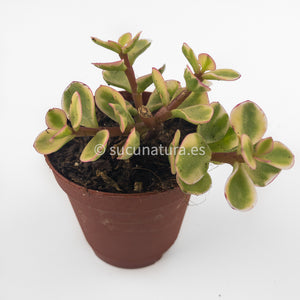 Portulacaria afra variegata - ø 5.5 cm - Sucunatura. Plantas crassulas como echeveria, kalanchoe, sedum, sempervivum, graptoveria y aeonium.