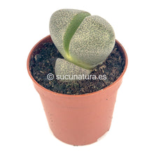 Cargar imagen en el visor de la galería, Pleiospilos nelii - ø 5.5 cm - Sucunatura. Plantas crassulas como echeveria, kalanchoe, sedum, sempervivum, graptoveria y aeonium.
