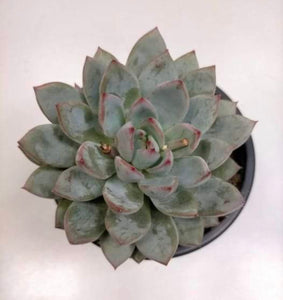 Echeveria Yummie - ø 10.5 cm - Sucunatura. Plantas crassulas como echeveria, kalanchoe, sedum, sempervivum, graptoveria y aeonium.